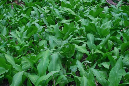 Foto de Alfombra verde de hojas de Allium ursinum. Planta comestible silvestre conocida como ajo silvestre, ramsons, buckrams, puerro de oso o ajo de oso - Imagen libre de derechos