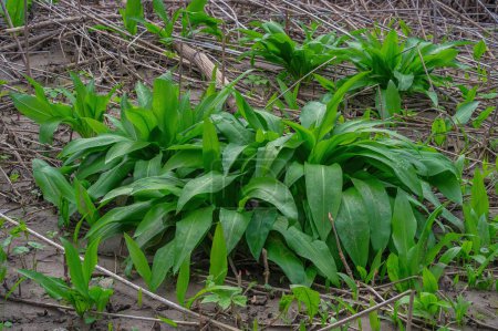 Photo for Green carpet of Allium ursinum leaves. Wild edible plant known as wild garlic, ramsons, buckrams, bear leek or bear's garlic - Royalty Free Image