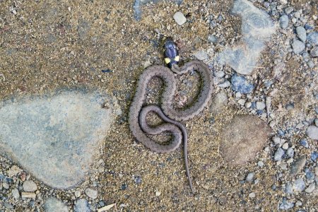 Foto de Serpiente de hierba (Natrix natrix) sobre arena y piedras - Imagen libre de derechos
