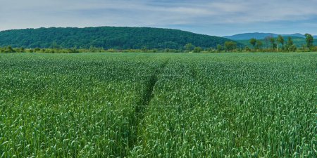 Foto de Un campo de trigo verde con un surco de tallos aplastados contra el telón de fondo de las montañas - Imagen libre de derechos