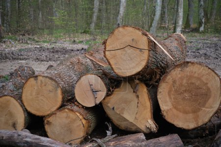 Téléchargez les photos : Troncs de hêtre abattus dans la forêt de printemps. Déforestation dans les Carpates ukrainiennes - en image libre de droit