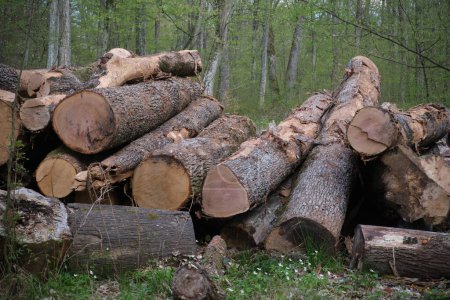 Téléchargez les photos : Troncs de hêtre abattus dans la forêt de printemps. Déforestation dans les Carpates ukrainiennes - en image libre de droit