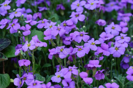 Foto de Flores púrpuras Aubrieta deltoidea (arbusto lila, berro de roca púrpura y berro de roca arco iris) - Imagen libre de derechos