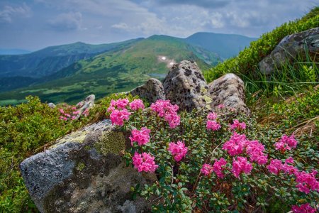 Blooming pink Rhododendron myrtifolium (syn. Rhododendron kotschyi) near large stones against a mountain landscape. Beautiful wild flowers in the Ukrainian Carpathians