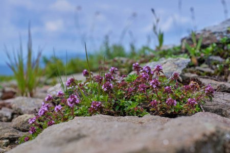 Téléchargez les photos : Thymus serpyllum parfumé en fleurs, thym sauvage de Breckland, thym rampant ou thym d'elfe dans les montagnes parmi les pierres gros plan - en image libre de droit