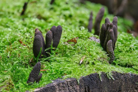 Xylaria polymorpha, commonly known as dead man's fingers close-up. Saprobic fungus among green moss in a summer forest