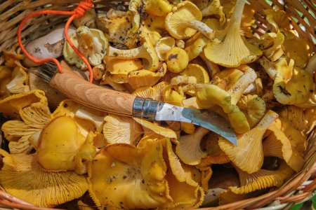Cuchillo afilado de un recolector de hongos en una canasta sobre hongos amarillos Cantharellus cibarius, también conocido como girolle. Gran hallazgo de sabrosos y saludables hongos