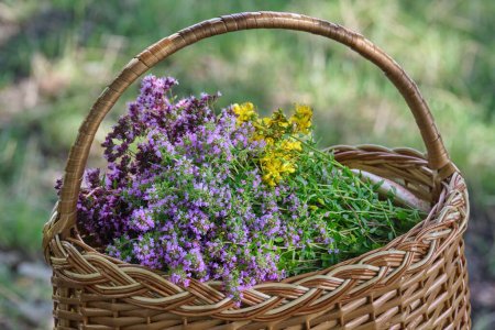Photo for Basket with fragrant flowers of wild thyme and oregano. Collection of summer cooking ingredients - Royalty Free Image
