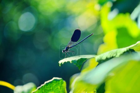 Photo for Dragonfly banded demoiselle (Calopteryx splendens) on green leaves. Summer scene with beautiful insect - Royalty Free Image
