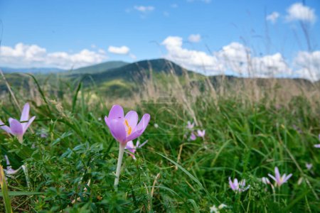 Colchicum autumnale, commonly known as autumn crocus, meadow saffron, naked boys or naked ladies. Beautiful toxic autumn-blooming flowering plant against the backdrop of a mountain landscape