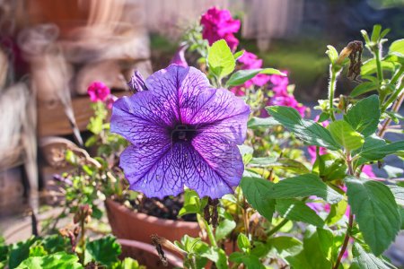 Téléchargez les photos : Pétunia violet Atkinsiana fleur gros plan - en image libre de droit