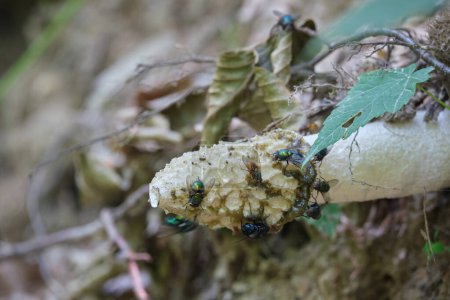 Téléchargez les photos : Le champignon Phallus impudicus, connu familièrement sous le nom de corne d'odeur commune, attire les mouches avec une odeur désagréable - en image libre de droit