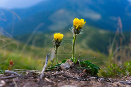 Two yellow Hieracium alpinum flowers close up on the edge of a cliff. Flowers against a blurred mountain landscape