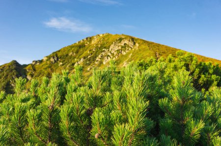 Des broussailles vertes de pins de montagne (Pinus Mugo Mughus) sur fond de mont Pip Ivan Maramure ? par une matinée ensoleillée.