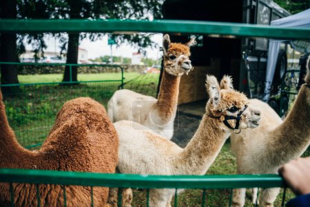 llamas alpaca with the baby in the barn of the farm. High quality photo