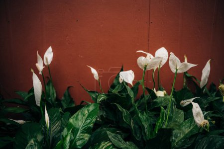 Zantedeschia aethiopica, commonly known as calla lily and arum lily. Close up on inflorescence and spathe of this plant. High quality photo