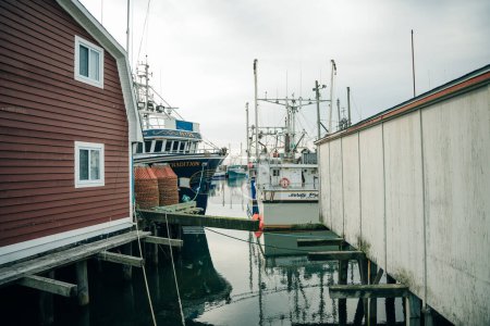 Foto de Terranova, Canadá - Agosto 2022: Múltiples barcos de pesca de colores en un pequeño puerto protegido en Port de Grave. Foto de alta calidad - Imagen libre de derechos