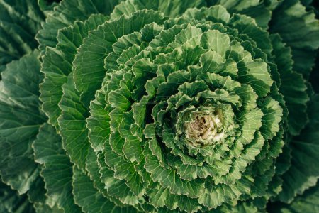 Savoy cabbage plants growing in the vegetable garden. High quality photo