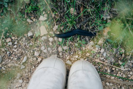 black slug at the feet. High quality photo Poster 631201038