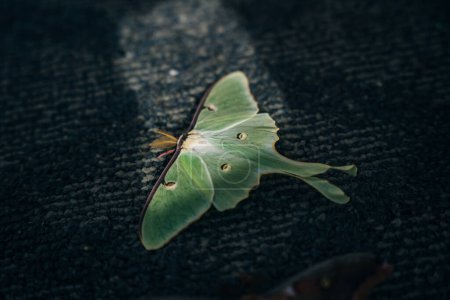 Luna Green Velvet Moth. Photo de haute qualité