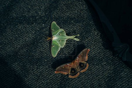 Luna Green Velvet Moth. Hochwertiges Foto