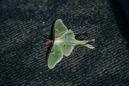 Luna Green Velvet Moth. High quality photo