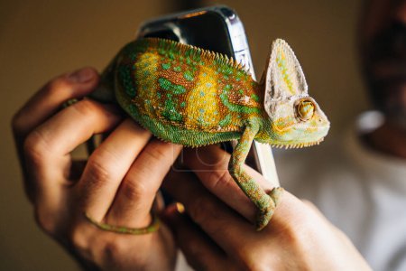 Camaleón de cerca. Multicolor Hermoso camaleón primer plano reptil con la piel brillante de colores en la mano. Foto de alta calidad