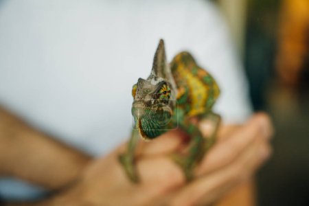 Chamäleon aus nächster Nähe. Multicolor Schöne Chamäleon Nahaufnahme Reptil mit farbenfroher heller Haut an der Hand. Hochwertiges Foto