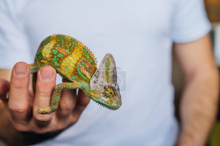 Caméléon en gros plan. Multicolore Belle caméléon gros plan reptile avec une peau lumineuse colorée sur la main. Photo de haute qualité