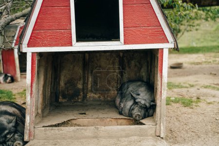 iberische schwarze Schweine schlafen auf dem Bauernhof. Hochwertiges Foto