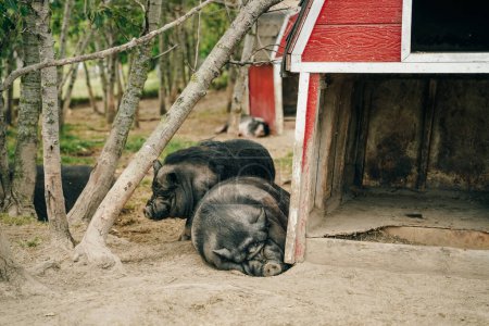 iberische schwarze Schweine schlafen auf dem Bauernhof. Hochwertiges Foto