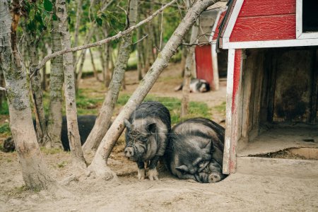 les cochons noirs ibériques dorment à la ferme. Photo de haute qualité