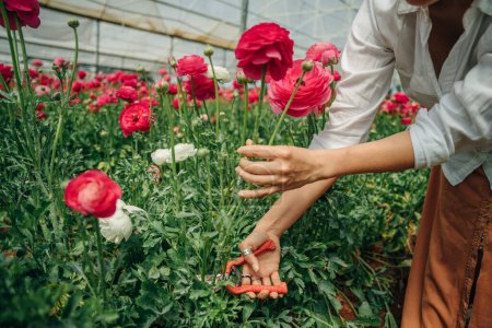 a young girl in a white shirt cuts pink Damascena roses in the garden . High quality photo