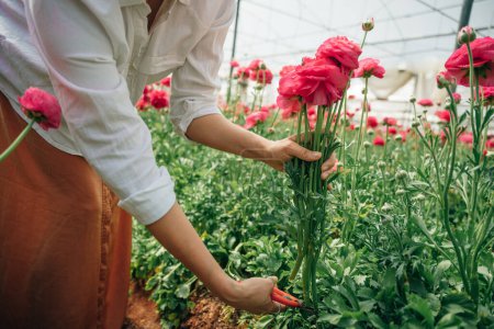 une jeune fille en chemise blanche taille des roses Damascena roses dans le jardin. Photo de haute qualité