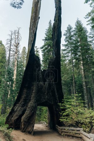 Yosemite National Park, USA- October 2022: View of the dead tunnel tree in Tuolumne Grove. High quality photo