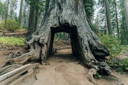 Yosemite National Park, USA- October 2022: View of the dead tunnel tree in Tuolumne Grove. High quality photo