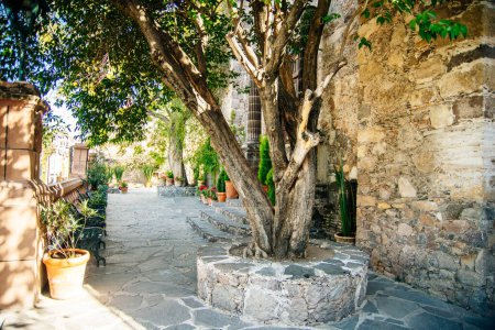 a tree in the centre of a stone street. High quality photo