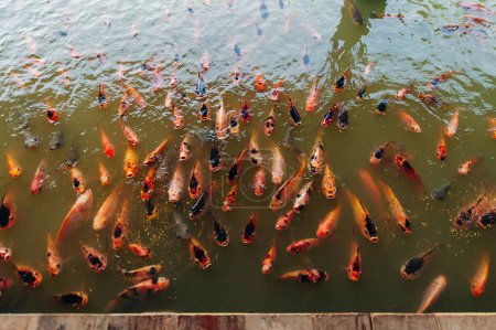 Muchos peces carpa de lujo hambrientos, amarillo, rojo, naranja, carpa koi blanco están abriendo la boca pidiendo comida. Foto de alta calidad