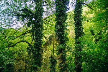 Tree overgrown with ivy. Trees and wild ivy in park. Ivy leaves on tree trunks. High quality photo
