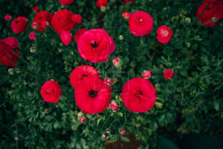 Rose Damascena fields in Turkish greenhouse . High quality photo