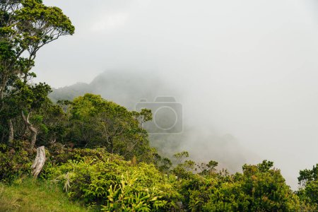 malerischer Blick über das nebelverhangene Kalalau-Tal und den Pazifik in Kauai, Hawaii. Hochwertiges Foto