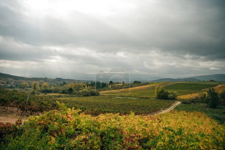 VILLAFRANCA DEL BIERZO, SPAIN -oct 2022 View of vineyards in the Spanish countryside. High quality photo