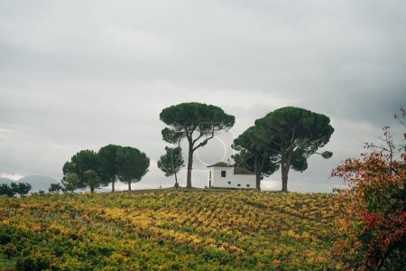 VILLAFRANCA DEL BIERZO, ESPAGNE -oct 2022 Vue des vignobles dans la campagne espagnole. Photo de haute qualité
