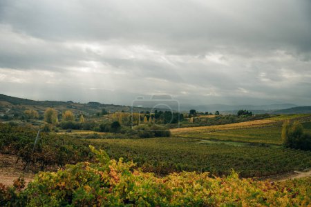 VILLAFRANCA DEL BIERZO, ESPAÑA-OCT 2022 Vista de los viñedos en la campiña española. Foto de alta calidad