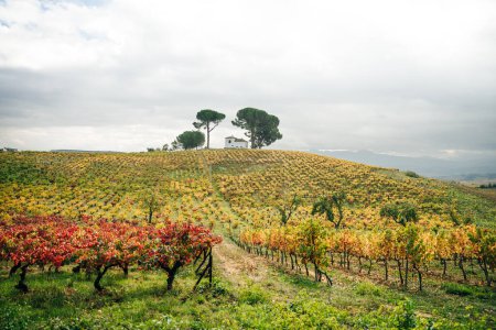 VILLAFRANCA DEL BIERZO, SPANIEN -Okt 2022 Blick auf die Weinberge in der spanischen Landschaft. Hochwertiges Foto