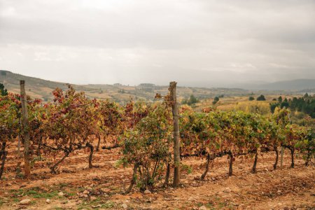 VILLAFRANCA DEL BIERZO, ESPAGNE -oct 2022 Vue des vignobles dans la campagne espagnole. Photo de haute qualité