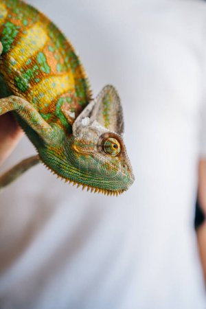 Camaleón de cerca. Multicolor Hermoso camaleón primer plano reptil con la piel brillante de colores en la mano. Foto de alta calidad