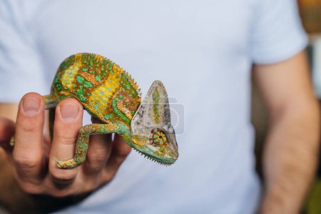 Chamäleon aus nächster Nähe. Multicolor Schöne Chamäleon Nahaufnahme Reptil mit farbenfroher heller Haut an der Hand. Hochwertiges Foto
