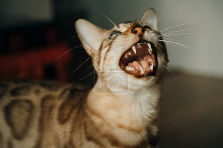 Téléchargez les photos : Beau chat élégant du Bengale. Portrait d'animal. Chat ludique. Le chat du Bengale est couché par terre. . Photo de haute qualité - en image libre de droit