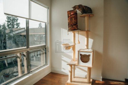 wooden cat tree in modern house. A cat tree is an artificial structure for a cat to play. High quality photo